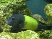 Tropheus sp. Ikola