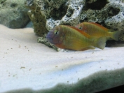 Tropheus sp. Ilangi Yellow Real