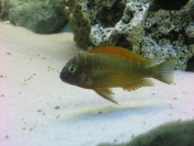 Tropheus sp. Ilangi Yellow Real