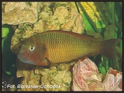 Tropheus sp. Ilangi