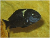 Tropheus cf. Duboisi