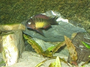 Tropheus sp. Kasanga