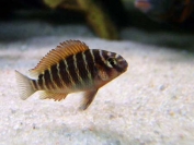 Tropheus sp. Golden Kazumba