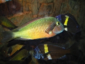 Tropheus sp. Ilangi i T. cf. duboisi Maswa