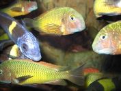 Tropheus sp. Ilangi i T. cf. duboisi