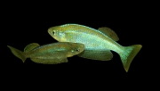 Lamprichthys tanganicanus