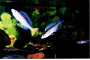 Cyprichromis leptosoma