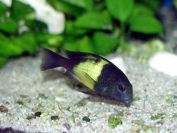 Tropheus sp. Ikola