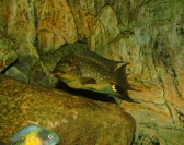 Petrochromis trewavasae