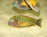 Tropheus sp. Ilangi