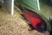 Tropheus sp. Lunangwa (T. purple collar lupota)