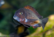 Tropheus sp. Chimba