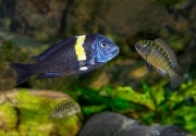 Tropheus cf. Duboisi "Maswa"