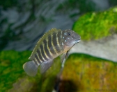 Eretmodus cyanostictus