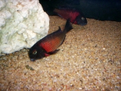 Tropheus sp. Lunangwa (T. purple collar lupota)