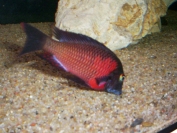 Tropheus sp. Lunangwa (T. purple collar lupota)