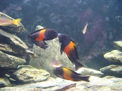 Tropheus sp. Bemba