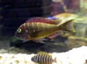 Tropheus sp. Muzi