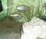 Ophtalmotilapia ventralis Mtoto