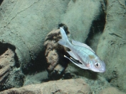 Ophtalmotilapia ventralis