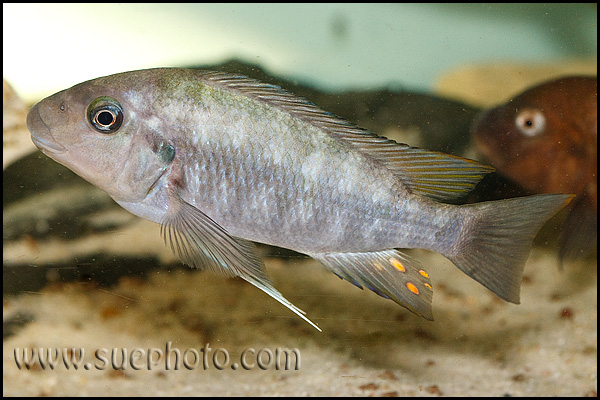 Petrochromis sp. "Macrognathus Rainow" Nkondwe