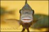 Petrochromis sp. "Macrognathus Rainow" Nkondwe