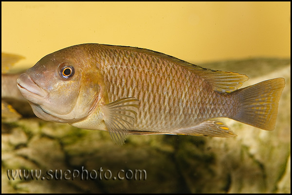 Petrochromis famula Cameron Bay
