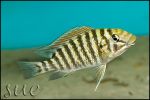 Petrochromis sp. "Texas Red " Longola