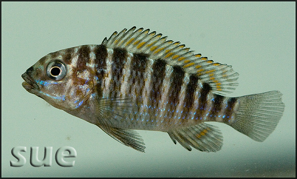 Petrochromis sp. texas Gold