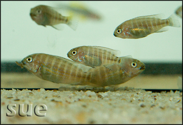 Petrochromis famula Katete
