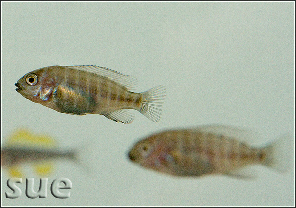 Petrochromis famula Katete