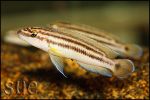 Julidochromis ornatus Mbita