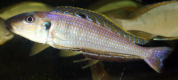 Enantiopus melanogenys Nangu
