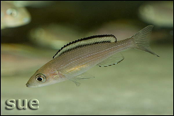Paracyprichromis brieni Kitumba