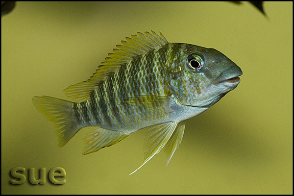 Petrochromis polyodon Kachese