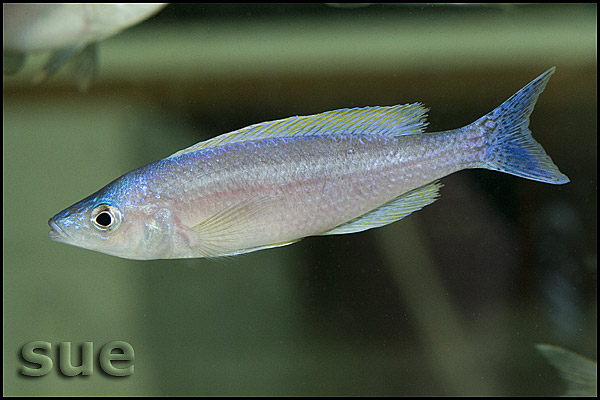 Cyprichromis leptosoma Isanga jumbo