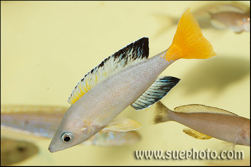 Cyprichromis sp. " Leptosoma Jumbo" Chaitika