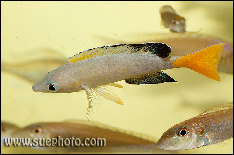 Cyprichromis sp. " Leptosoma Jumbo" Chaitika