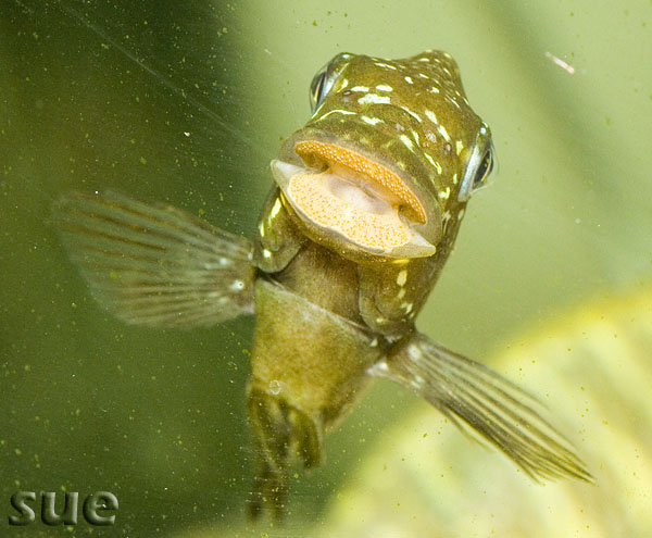 Petrochromis trevawasae