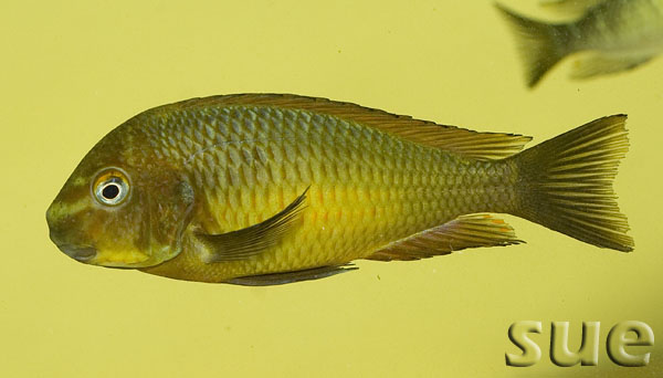 Tropheus sp. Golden Kazumba