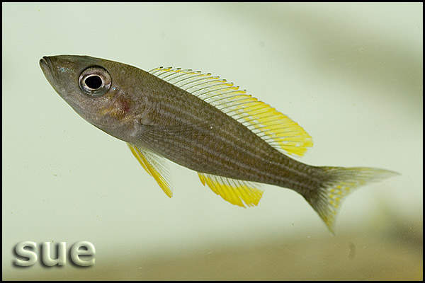 Paracyprichromis brieni Yellow Cheek