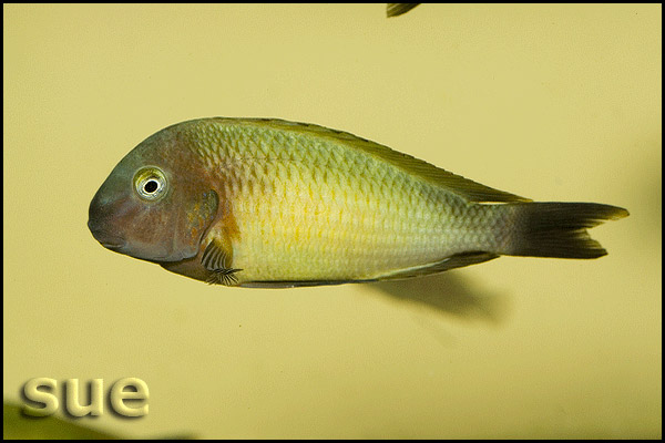 Tropheus sp. Nkonde Bright Yellow