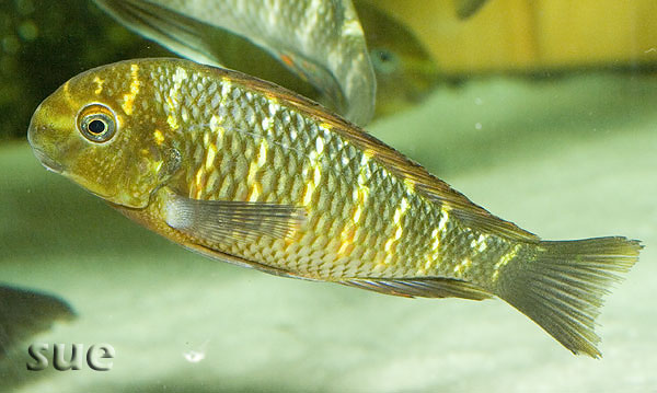 Tropheus sp. Golden Kazumba
