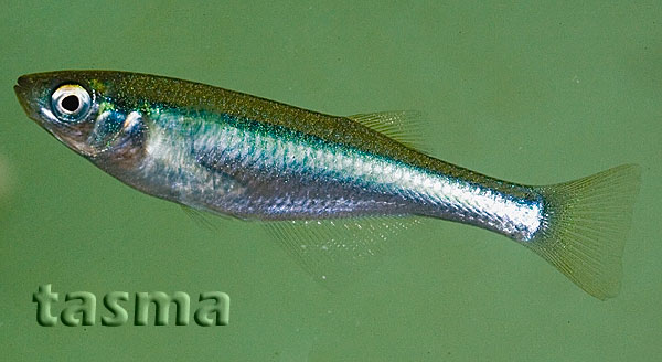 Lamprychthys tanganicanus