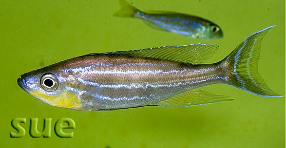 Bentochromis tricoti