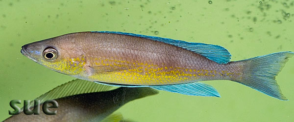 Cyprichromis pavo Mupapa