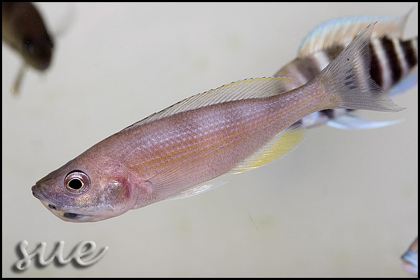 Cyprichromis sp. zebra Chituta zonatus