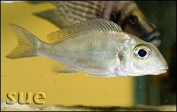 Callochromis macrops Ndole red