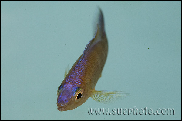 Cyprichromis leptosoma Kekese Blue