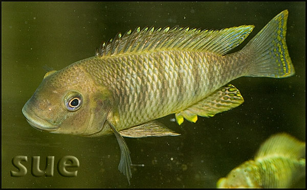 Petrochromis famula Kaiser